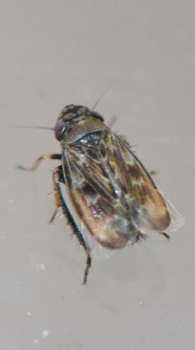 Deltocephalus pulicaris